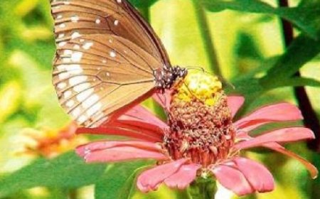 sanskrit great stories સંસ્કૃતની ઉત્તમ કૃતિઓનો આસ્વાદ...