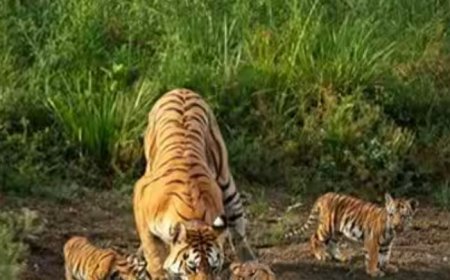 સુપર મોમના હેતપ્રિતની વાતોઃ કોલરવાલીનો દેહાંત