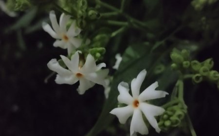 walk in the night send open show reply