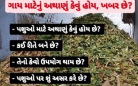 silage ગાય માટેનું અથાણું કેવું હોય, ખબર છે? જાણો, પશુઆહારની રસપ્રદ પ્રણાલી...